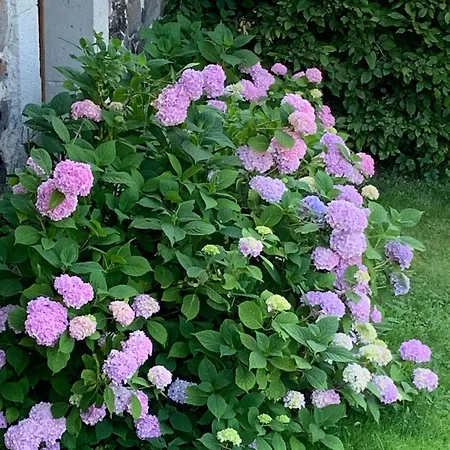 Ferme Restauree Avec Jardin Clos Et Terrasse, Proche Puy En Velay - Fr-1-582-271 *