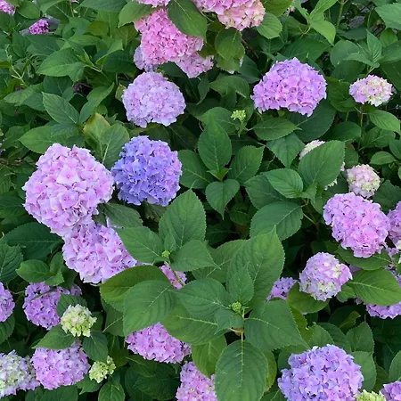 Ferme Restauree Avec Jardin Clos Et Terrasse, Proche Puy En Velay - Fr-1-582-271 Prázdninový dům Le Monastier sur Gazeille